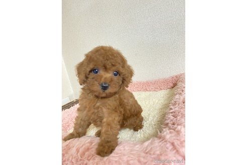 販売中の兵庫県のティーカッププードル-279328