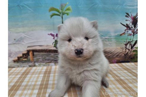 成約済の千葉県のサモエド-279469の1枚目