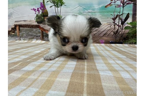 成約済の千葉県のチワワ(ロングコート)-279487の1枚目