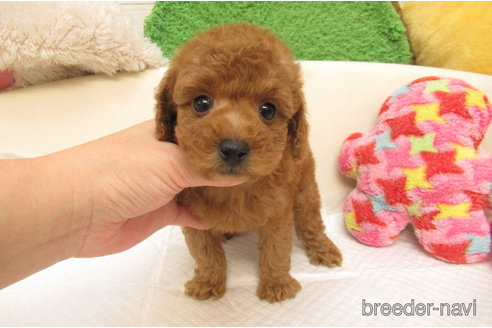 成約済の大阪府のトイプードル-279492の2枚目