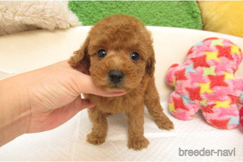 成約済の大阪府のトイプードル-279492の1枚目