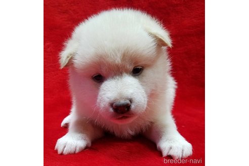 販売中の北海道の柴犬-279515の1枚目