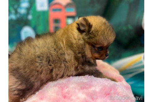 成約済の愛知県のポメラニアン-279517の2枚目