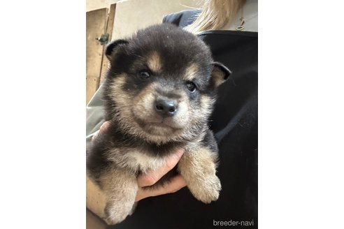 成約済の千葉県の柴犬-279531の26枚目