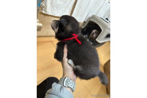 成約済の千葉県の柴犬-279531の25枚目