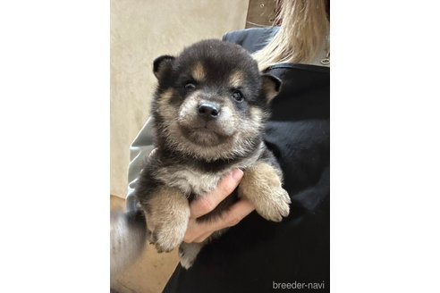 成約済の千葉県の柴犬-279531の24枚目