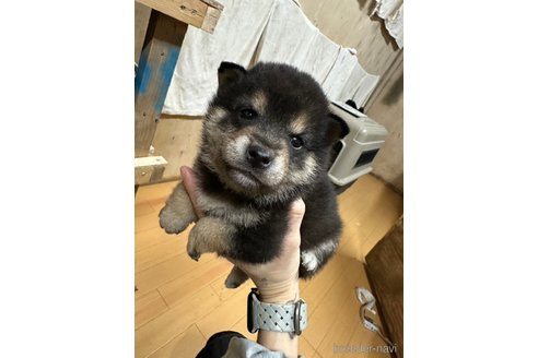 成約済の千葉県の柴犬-279531の23枚目