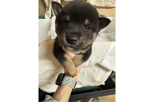 成約済の千葉県の柴犬-279533の24枚目