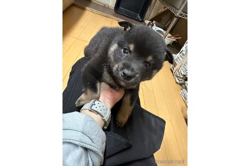 販売中の千葉県の柴犬-279536の23枚目