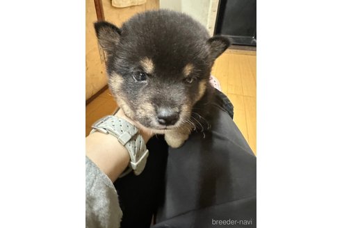 成約済の千葉県の柴犬-279541の28枚目