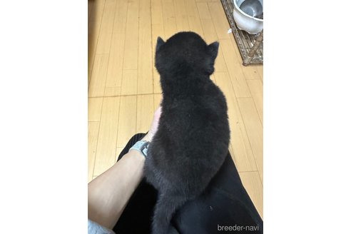 成約済の千葉県の柴犬-279541の33枚目
