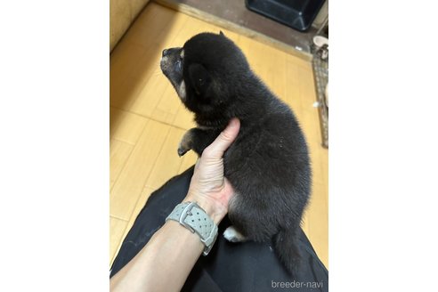 成約済の千葉県の柴犬-279541の32枚目