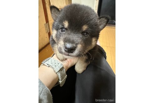 成約済の千葉県の柴犬-279541の32枚目