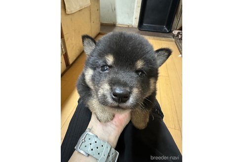 成約済の千葉県の柴犬-279541の29枚目