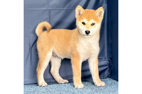 成約済の愛知県の柴犬-279575の2枚目