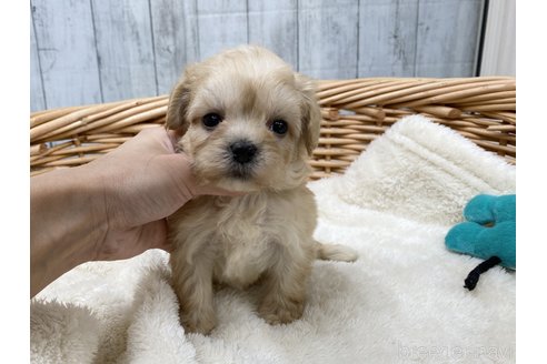 成約済の愛知県のマルプー:マルチーズ×トイプードル-278105の1枚目