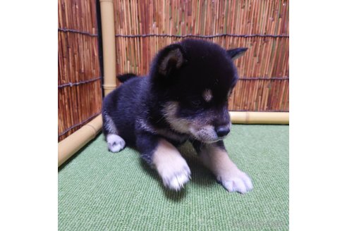 成約済の新潟県の柴犬-279578の4枚目