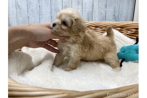 成約済の愛知県のマルプー:マルチーズ×トイプードル-278105の4枚目