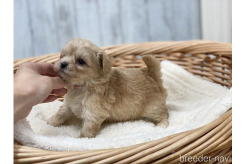 成約済の愛知県のマルプー:マルチーズ×トイプードル-278105の2枚目