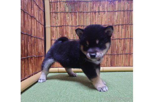 成約済の新潟県の柴犬-279581の3枚目