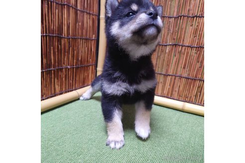 成約済の新潟県の柴犬-279581の4枚目