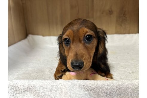 成約済の兵庫県のカニンヘンダックスフンド(ロングヘアード)-279594の15枚目