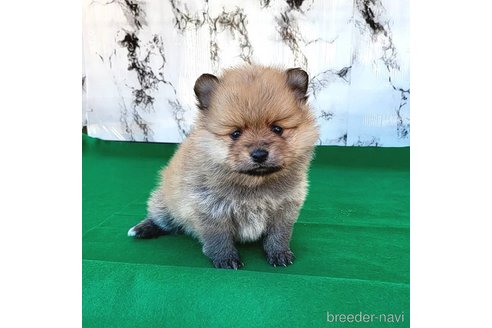成約済の茨城県のポメラニアン-279605の16枚目