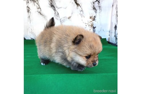 成約済の茨城県のポメラニアン-279605の19枚目