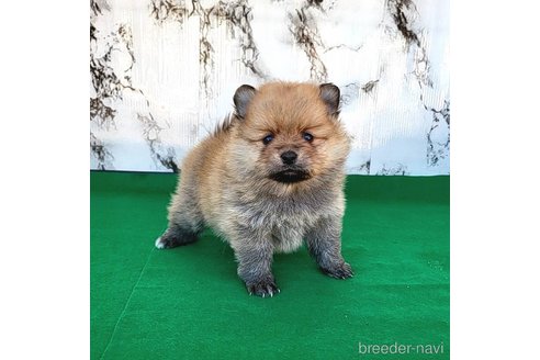成約済の茨城県のポメラニアン-279605の20枚目