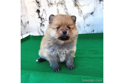 成約済の茨城県のポメラニアン-279605の17枚目