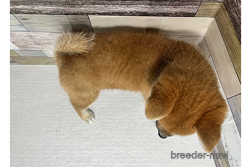 成約済の愛知県の柴犬-274997の3枚目