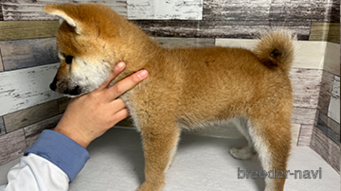 成約済の愛知県の柴犬-274997の2枚目