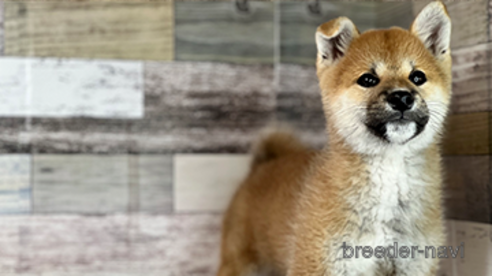 成約済の愛知県の柴犬-274997の1枚目