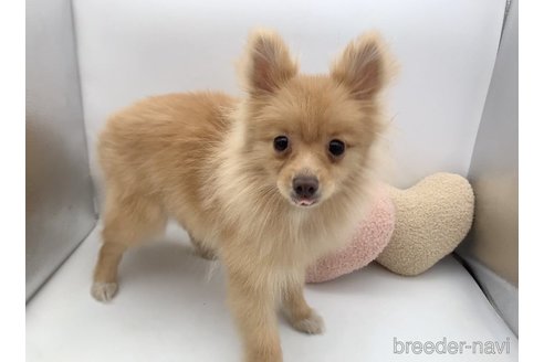 販売中の東京都のポメラニアン-244833の13枚目