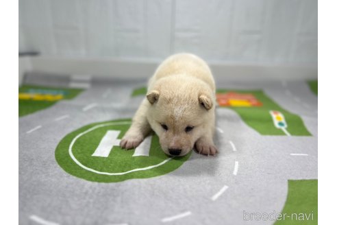 成約済の愛知県の柴犬-279627の6枚目