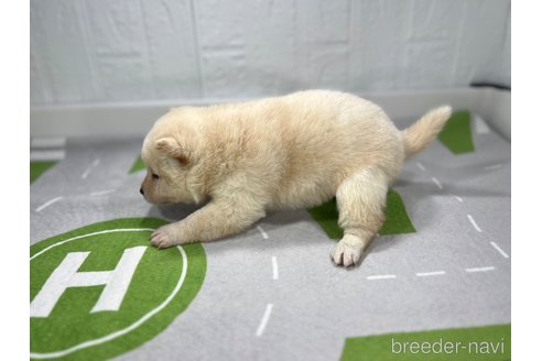 成約済の愛知県の柴犬-279627の2枚目