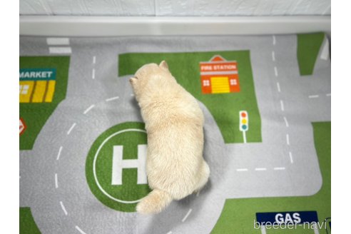 成約済の愛知県の柴犬-279627の3枚目