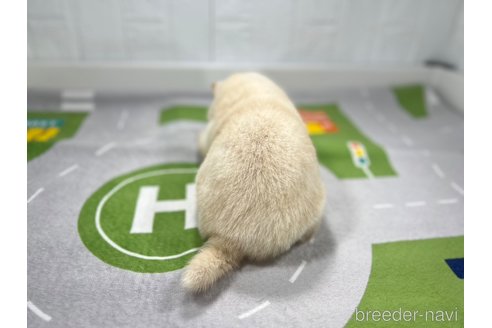 成約済の愛知県の柴犬-279627の4枚目