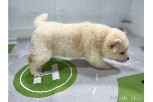 成約済の愛知県の柴犬-279627の5枚目