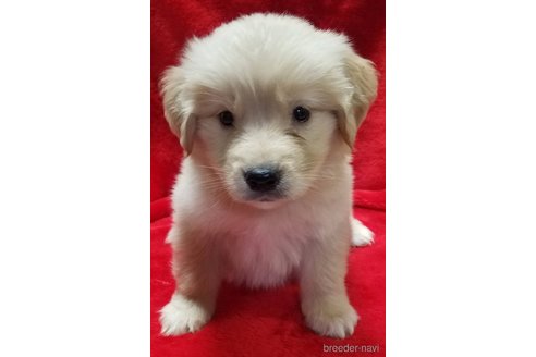 販売中の北海道のミックス犬-275338