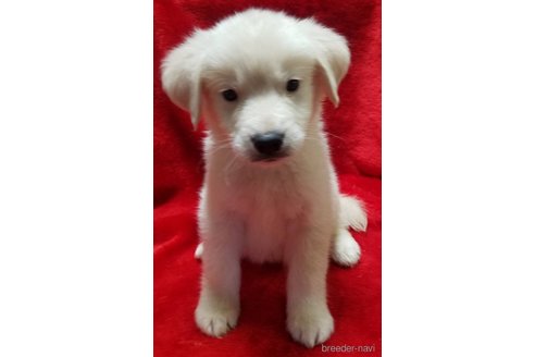 販売中の北海道のミックス犬-275340