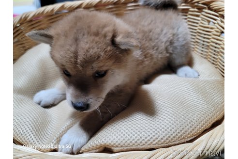 成約済の千葉県の柴犬-277785の2枚目