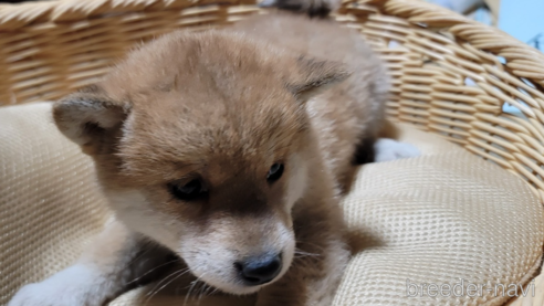 成約済の千葉県の柴犬-277785