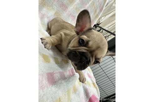 成約済の千葉県のフレンチブルドッグ-279640の12枚目