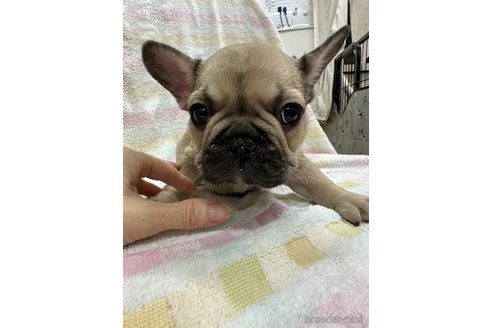 成約済の千葉県のフレンチブルドッグ-279640の13枚目