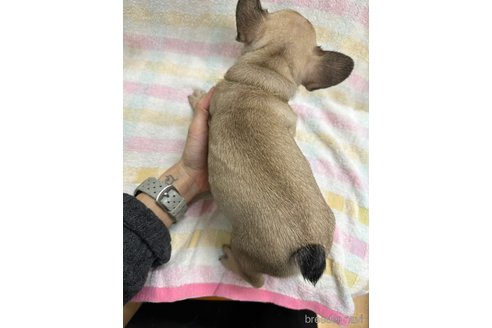 成約済の千葉県のフレンチブルドッグ-279640の16枚目