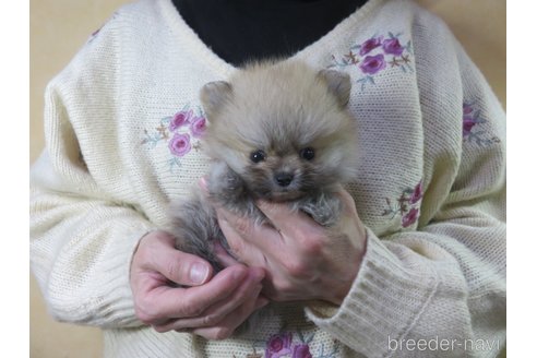 成約済の愛知県のポメラニアン-271643の9枚目