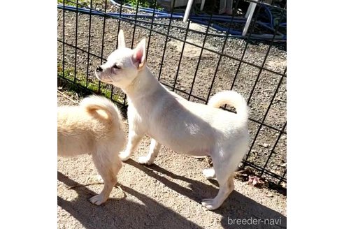 成約済の茨城県のミックス犬-265217の33枚目