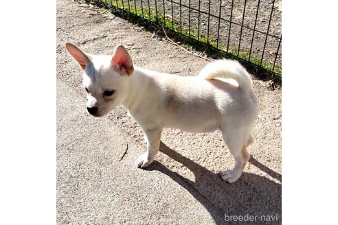 成約済の茨城県のミックス犬-265217の31枚目