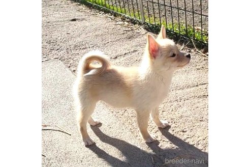 成約済の茨城県のミックス犬-265214の5枚目
